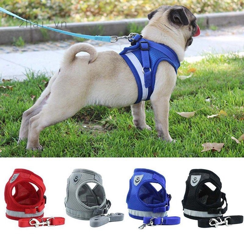 Áo lưới và dây dắt chó đi dạo
