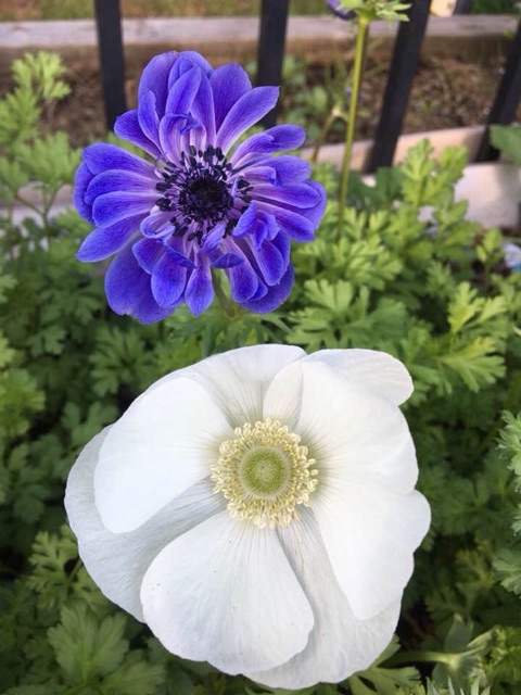 Củ hoa anemone