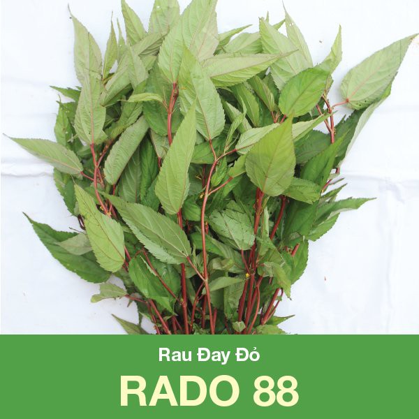 Hạt giống Rau đay đỏ 88 (10gr)
