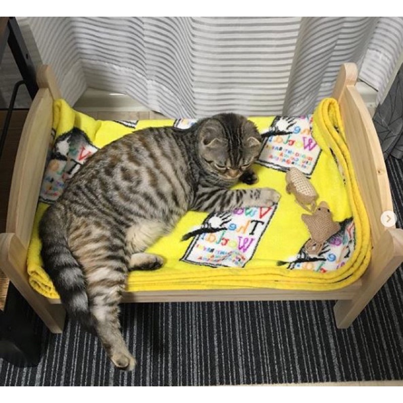 Cây Môn Trắng Giáng Sinh Caladium White Christmas