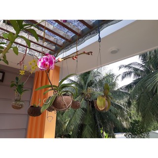 Chậu trồng lan gáo dừa size lớn bộ 10