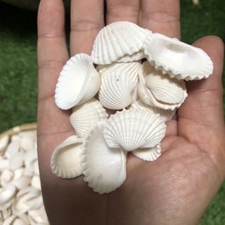 Vỏ sò huyết 100 gr
