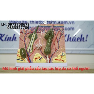 Mô hình cấu tạo các lớp da