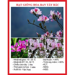 Hạt giống cây hoa ban tím tây bắc ct540 - gói 10 hạt
