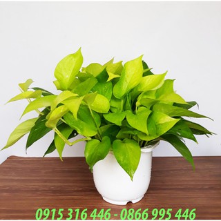 TRẦU BÀ THÁI VÀNG