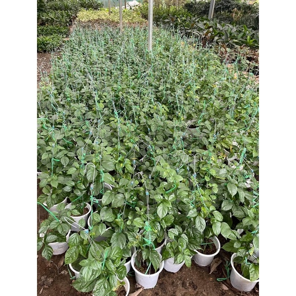 CÂY LAN HOÀNG DƯƠNG LEO GIÀN