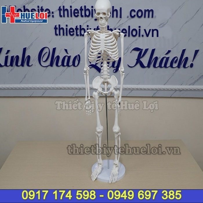 Mô hình hệ xương người 85cm