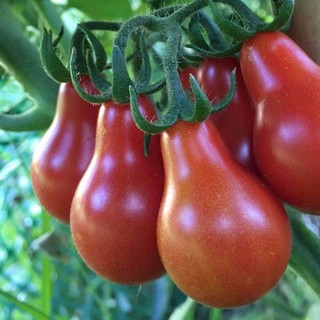 30h Hạt Giống Cà Chua Cherry Lê Đỏ luckyseed hạt siêu rẻ