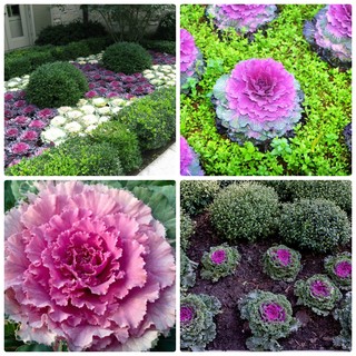 Hạt giống hoa bắp cải xoắn mix