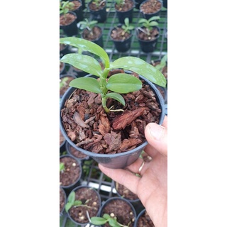 5ct phú thọ gieo hạt