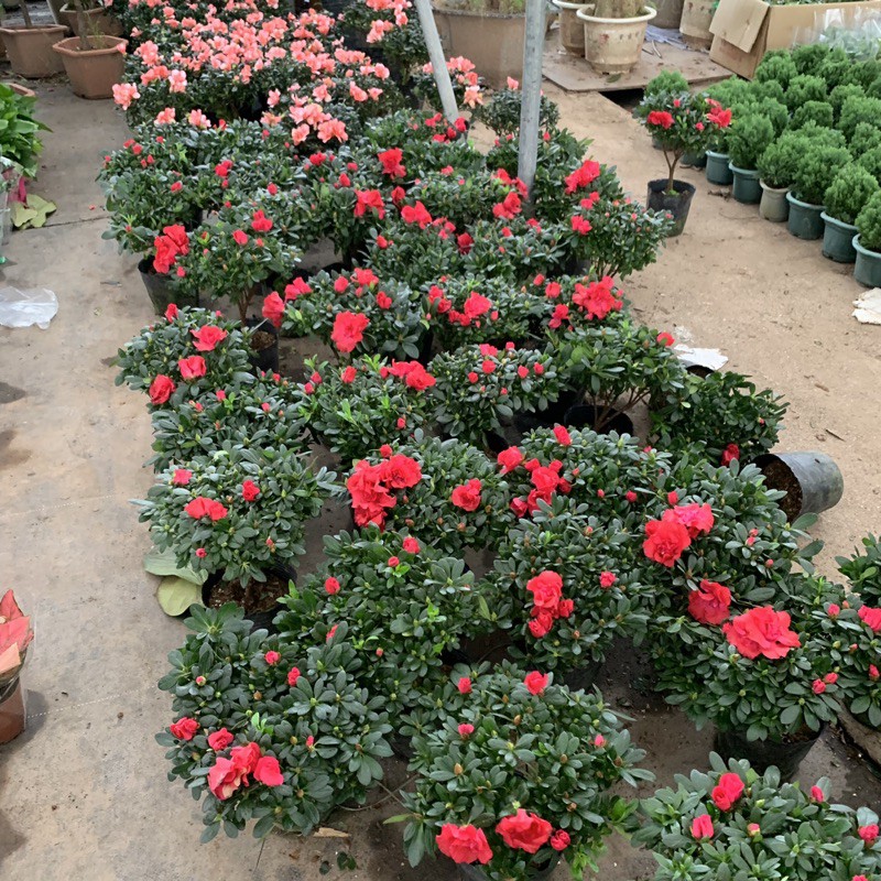 Cây hoa đỗ quyên màu đỏ bán kính 30cm, bông hoa to đẹp rực rỡ, nhiều nụ, thích hợp trồng trang trí gia đình, nội thất