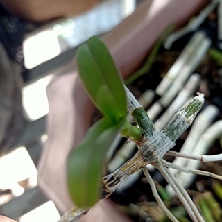 thanh lý ki lan phi điệp tím (dọn vườn)