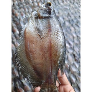 Khô sặc bổi năm căn 500g