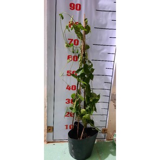 Cây giống hoa thiên lý...