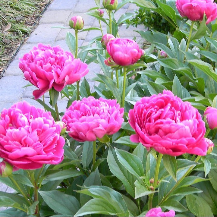 Hạt giống hoa mẫu đơn mix gói 5 hạt : tặng kèm 3 viên nén ươm hạt