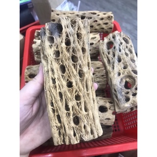 Lũa Teddy Bear Cholla | Đồ Chơi Tép Cảnh