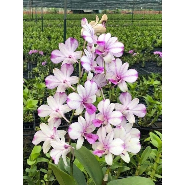 Lan denro dáng xưa cây tơ sắp hoa