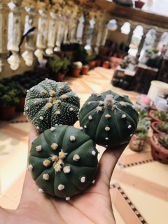 Xương rồng aster nudum