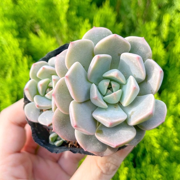 Sen đá hồng dâu 5-7cm - Vườn sen đá