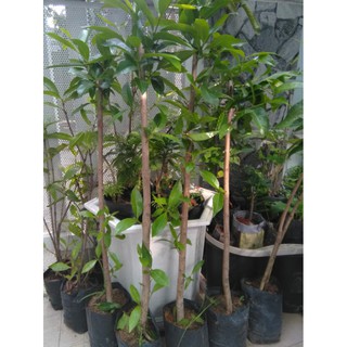 Cây vối - chiều cao khoảng 80cm (freeship)