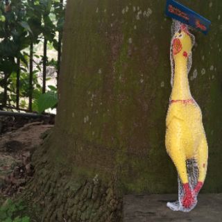 Gà bóp kêu Shrilling chicken 41cm