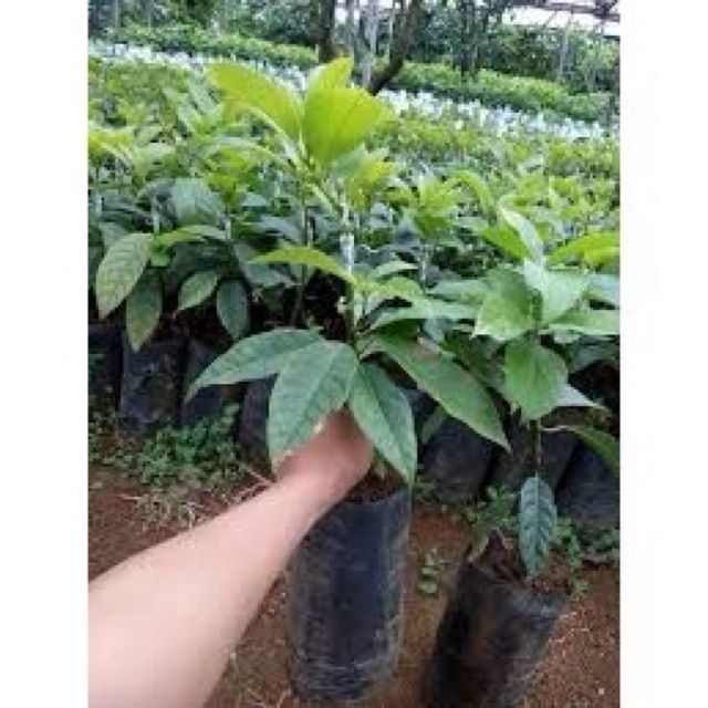 Bơ 034 trái dài