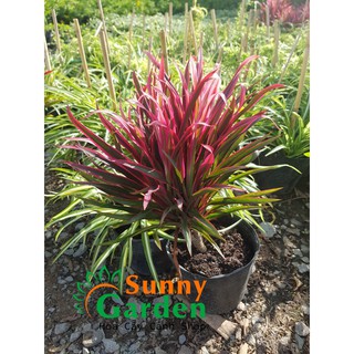 Cây Ánh Dương, Cao 20-30cm - Chậu Nhựa