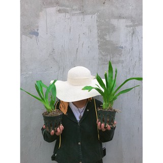 Vũ Nữ Hoàng Hậu size trung