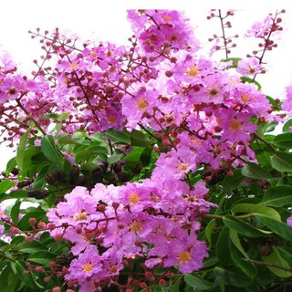 Hạt Giống Hoa Bằng Lăng Gói 30 Hạt (TẶNG gói kích thích hỗ trợ hạt nảy mầm)