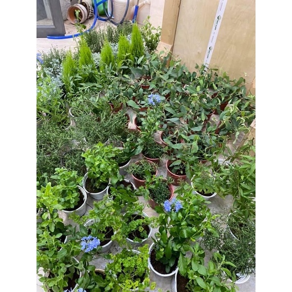 CÂY BẠC HÀ