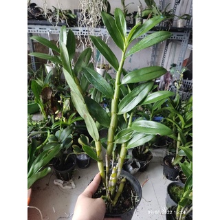 Lan denro xuân trưởng thành
