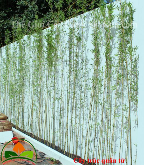 Bụi trúc quân tử