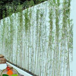 Bụi trúc quân tử