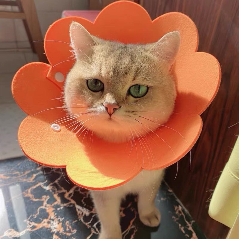 Vòng chống liếm cho chó mèo