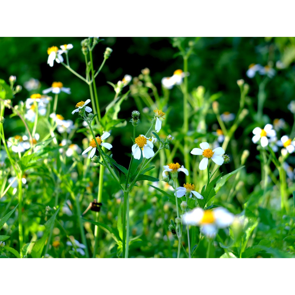Phấn hoa XUYẾN CHI (cỏ kim) - Phấn hoa mật ong Sạch, thơm, bao test