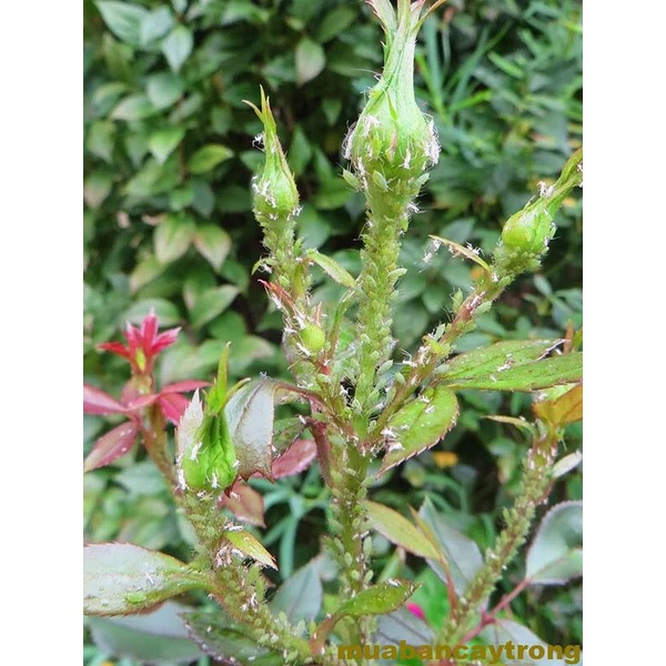 Chế phẩm xử lý bọ trĩ HBR gây hại hoa hồng, cây cảnh, cây ăn trái gói 12g