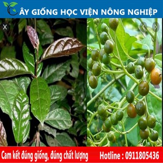 cây xạ đen giống chuẩn