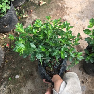 Cây hoa cẩm tú mai trồng bịch đen cao 10-15cm ra hoa và phát triển quanh năm