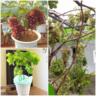 CÂY GIỐNG NHO PHÁP