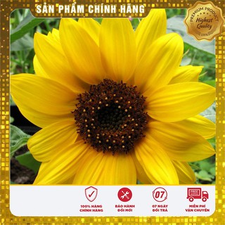 Hạt Giống Hoa Hướng Dương(30 hạt)