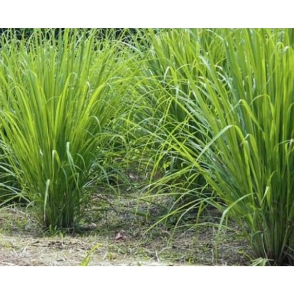 Chậu Sả Có Rễ Dễ Trồng