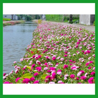 Hạt giống hoa Mười Giờ