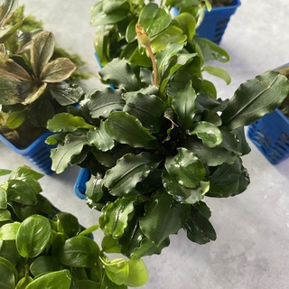 Cây Thuỷ Sinh Bucep Xanh - Bucephalandra