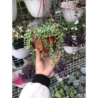 Cây giọt nước mắt mèo
