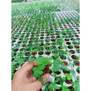 SET 6 CÂY GIỐNG DÂU NHẬT AMAOU