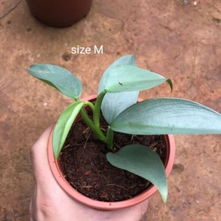 chậu Trầu bà kiếm bạc Philodendron Hastatum