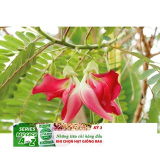 10h Hạt Giống Bông So Đũa Thái Đỏ