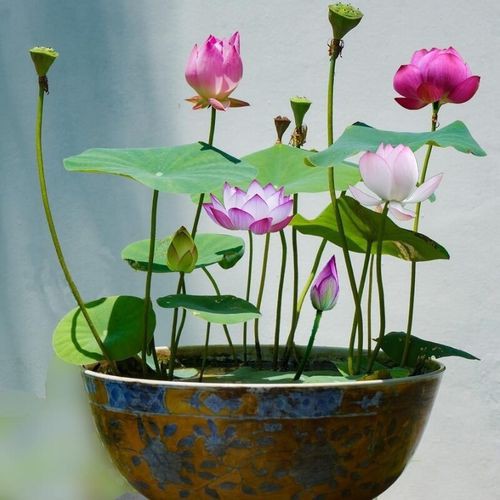 5h - HẠT GIỐNG HOA SEN MINI