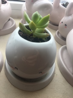 chậu sứ hình thú cưng + sen đá