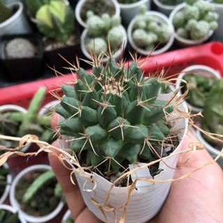 XƯƠNG RỒNG GAI SẦU RIÊNG NHỎ